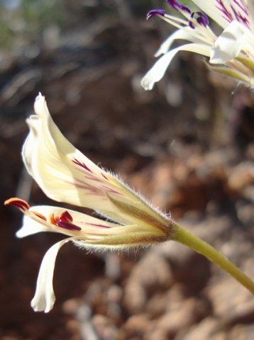 Pelargonium articulatum facing the unknown